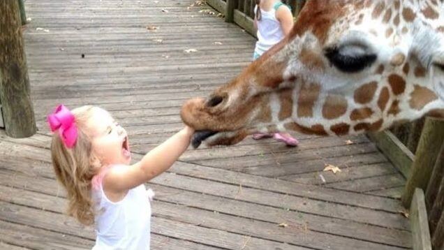 2طرائف أروع المقاطع المضحكة للأطفال في حديقة الحيوان Funny Kids Vs Zoo Animals Try