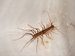 centipede scutigera coleoptrata legged french fast very characters key lives