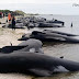 【地震前兆か?】ニュージ―でクジラ400頭が座礁