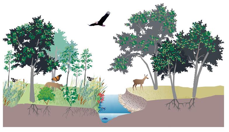 Materi Pencemaran dan Pelestarian Lingkungan Ekosistem 
