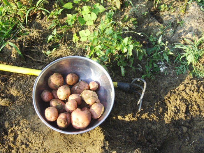 Что положить в лунку при посадке картофеля. Зола для удобрения картофеля. Лунки для картофеля. Картофель в огороде. Для посадки картофеля картофеля удобрение.