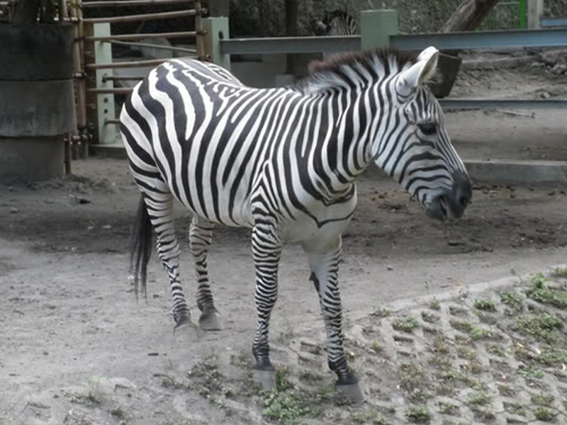 Kebun binatang gembira loka ini berada di area seluas 20 hektar dan memiliki . Wisata Gembira Loka Zoo Jogja Toko Bunga Jogja Florist Jogja