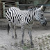 Wisata Gembira Loka Zoo Jogja