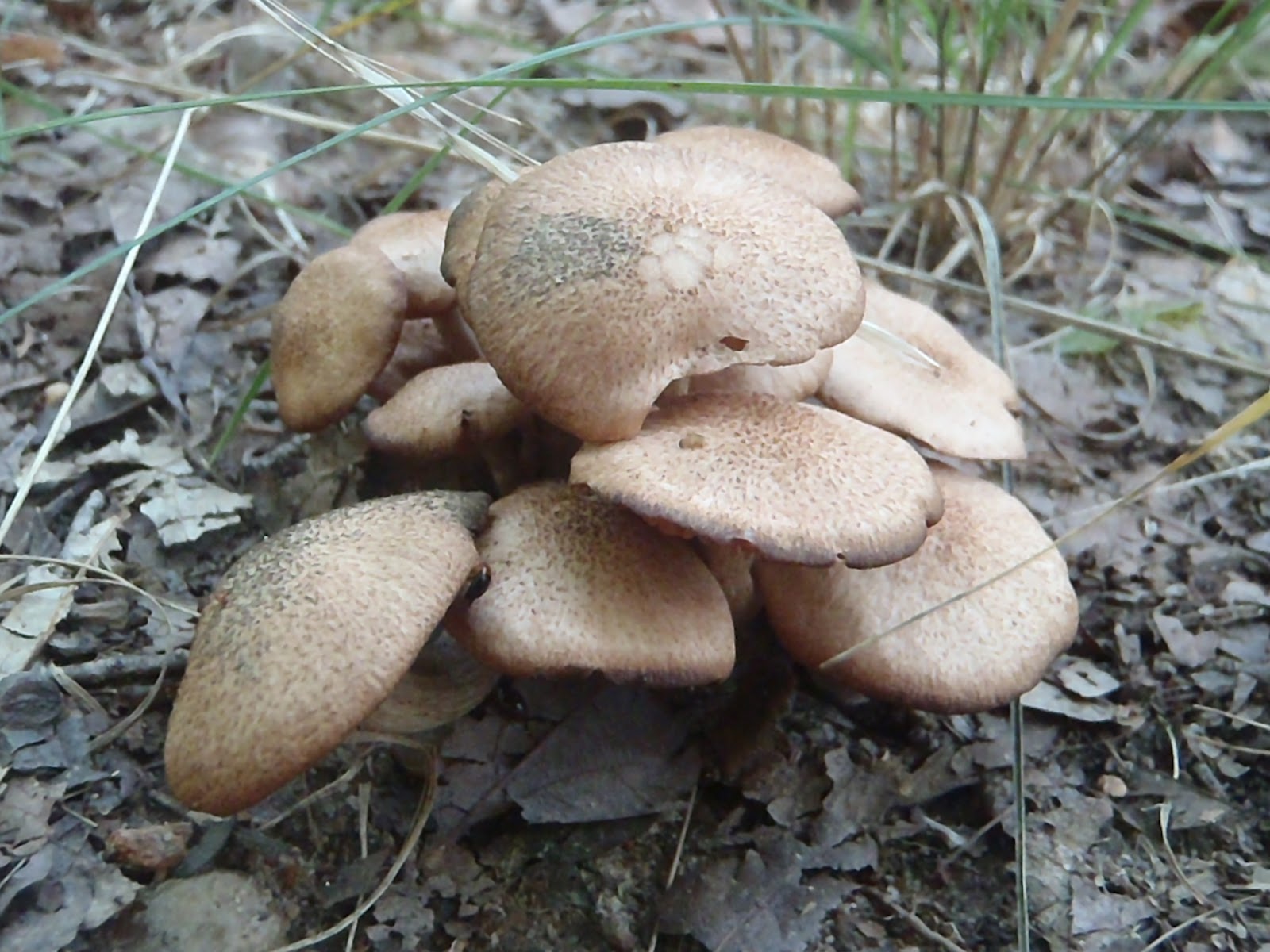 Beer, Banjos, Boats, and Biology Alabama Chanterelles