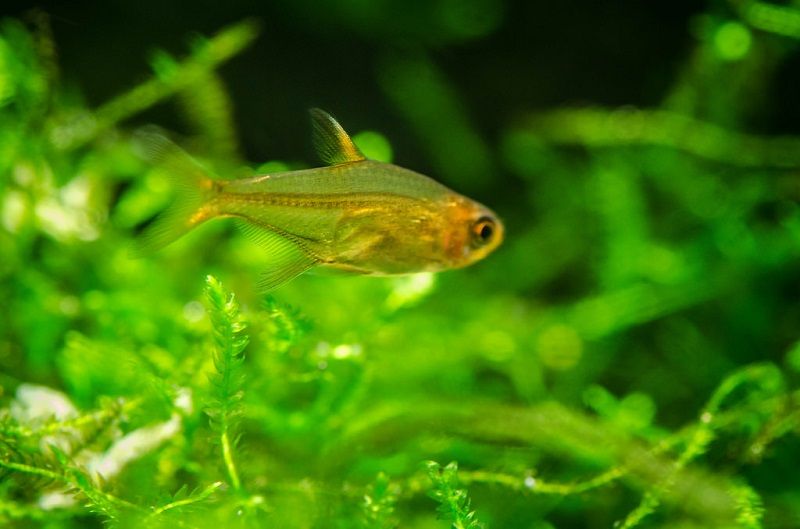 Ember Tetras Image Ember Tetras - Betta Fish Tank Mates 1 Gallon