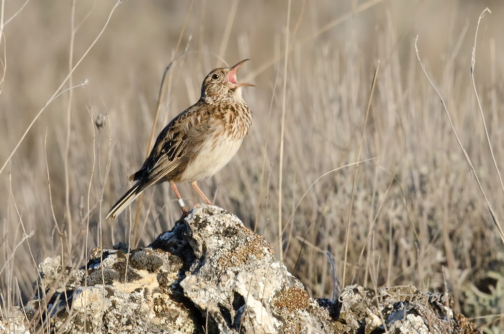 Alondra ricotí, alondra de dupont, Chersophilus duponti, Dupont´Lark Alondra ricotí, alondra de dupont, Chersophilus duponti, Dupont´Lark