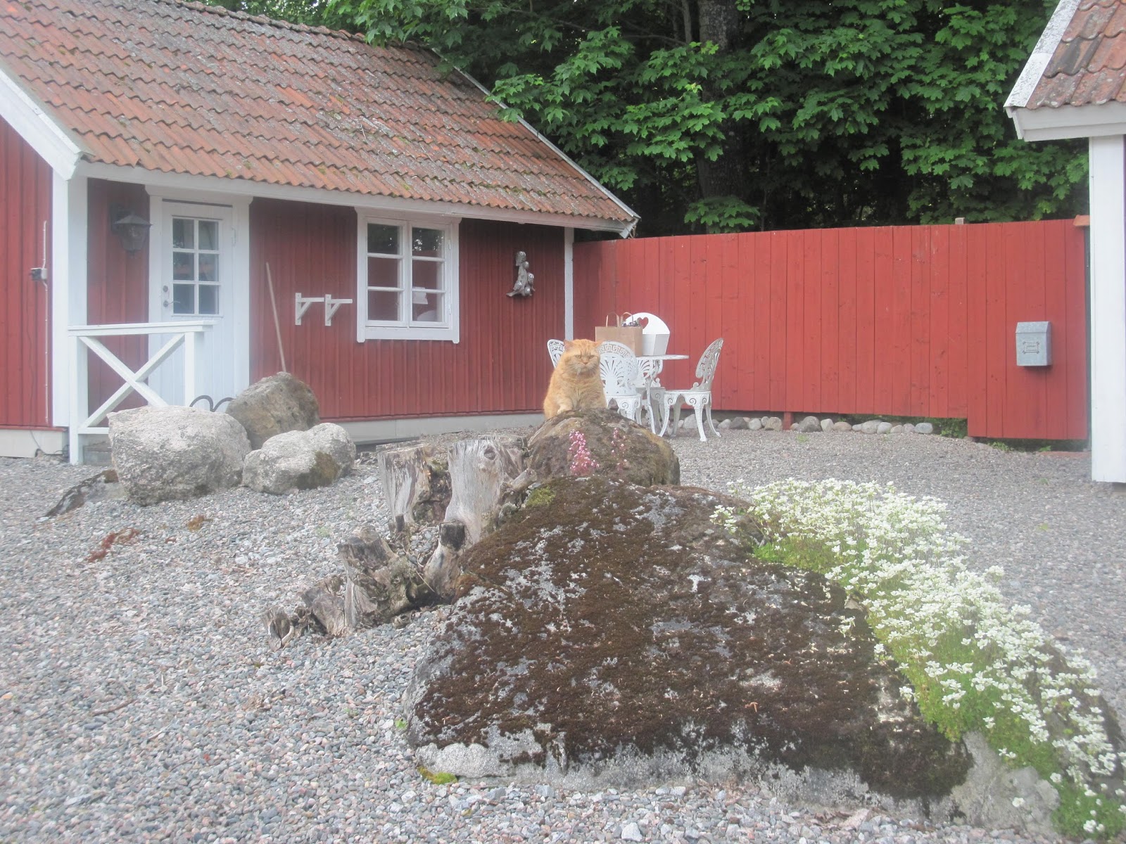 kattliv kattliv