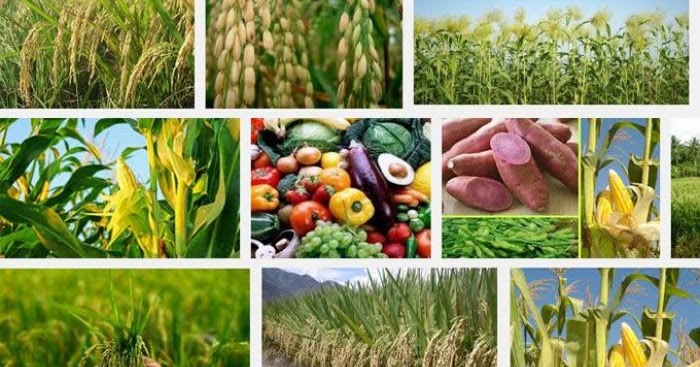 Macam-Macam Tanaman Pangan