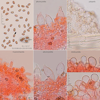 Psathyrella laevissima