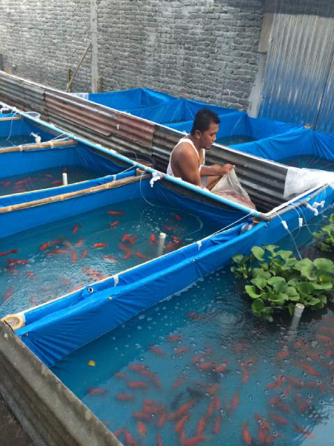 Jual Ikan Mas Koki Dan Koi Medan 0813 9600 5666 Murah Tempat