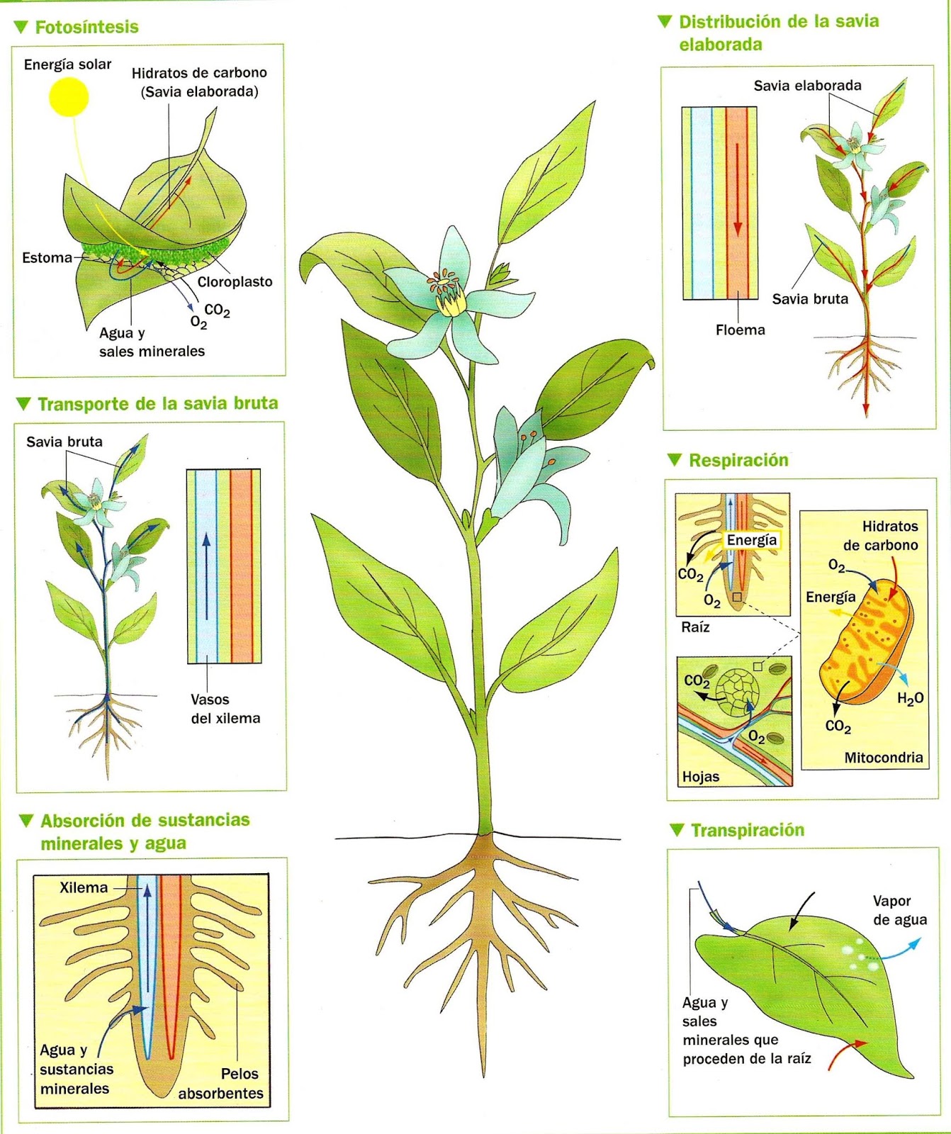 Apuntes de Nutrición Vegetal