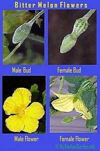 pepene galben flori masculine și feminine
