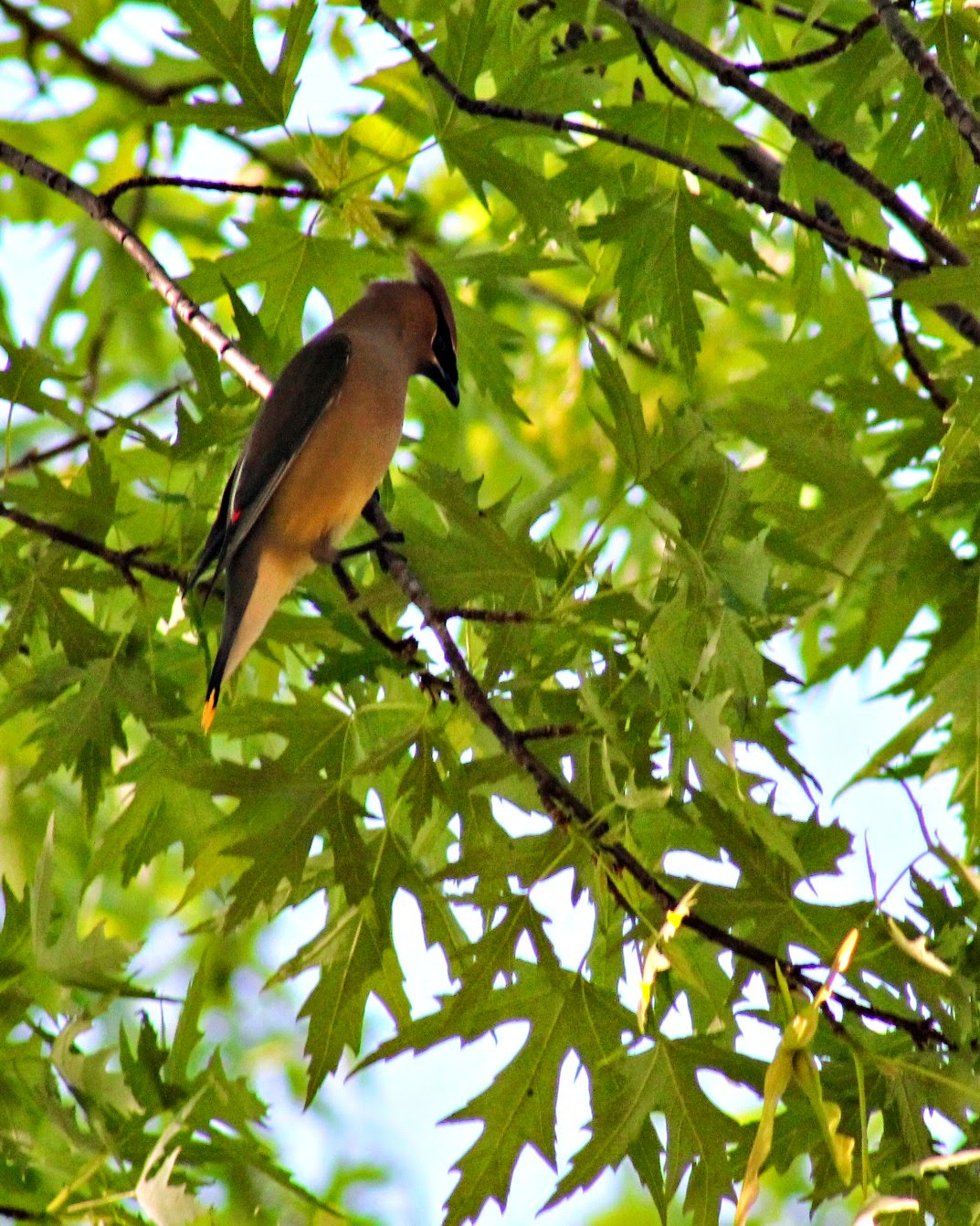 Migration of the Cedar Wax Wing - Easy Life Meal & Party Planning 