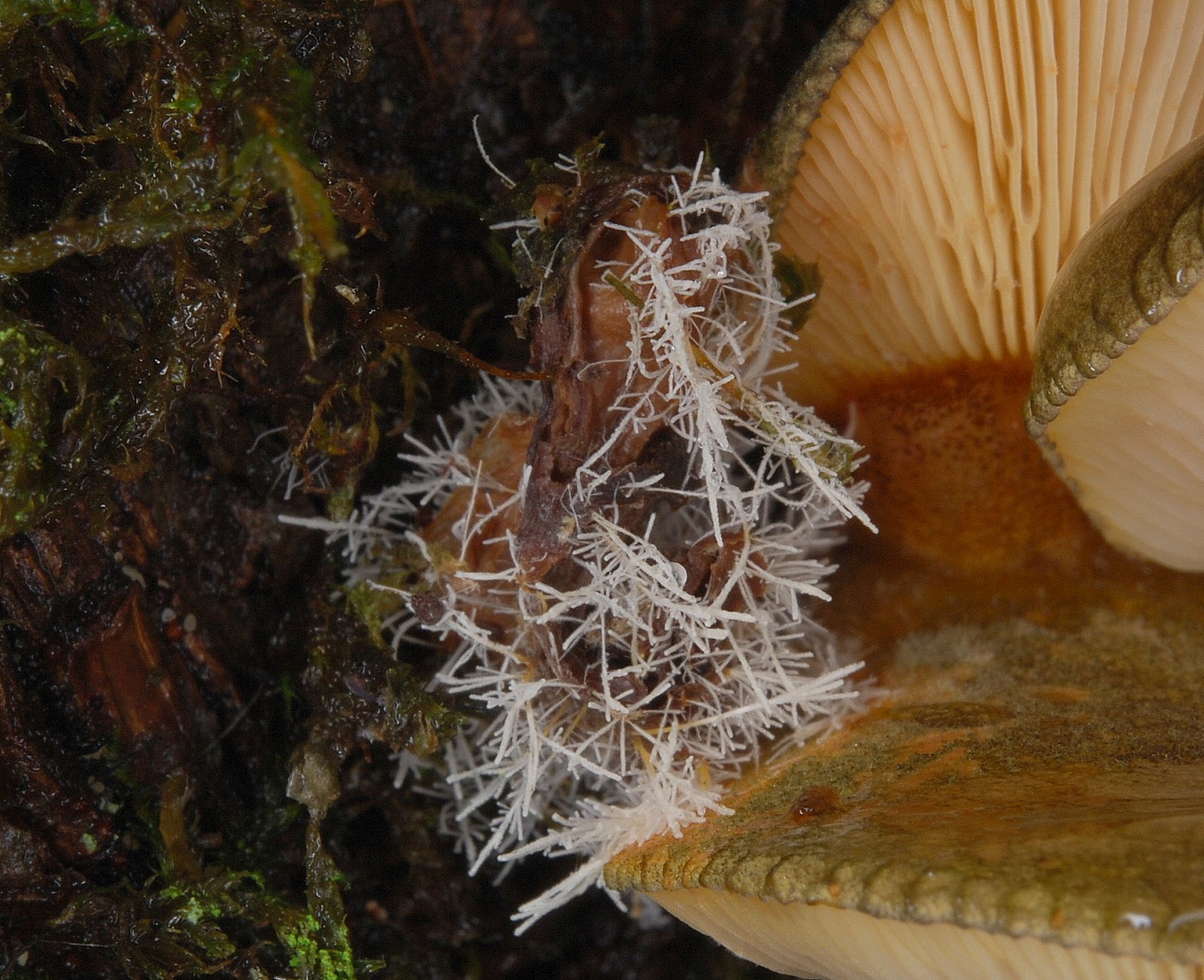 East Wildlife Cold Case Fungus