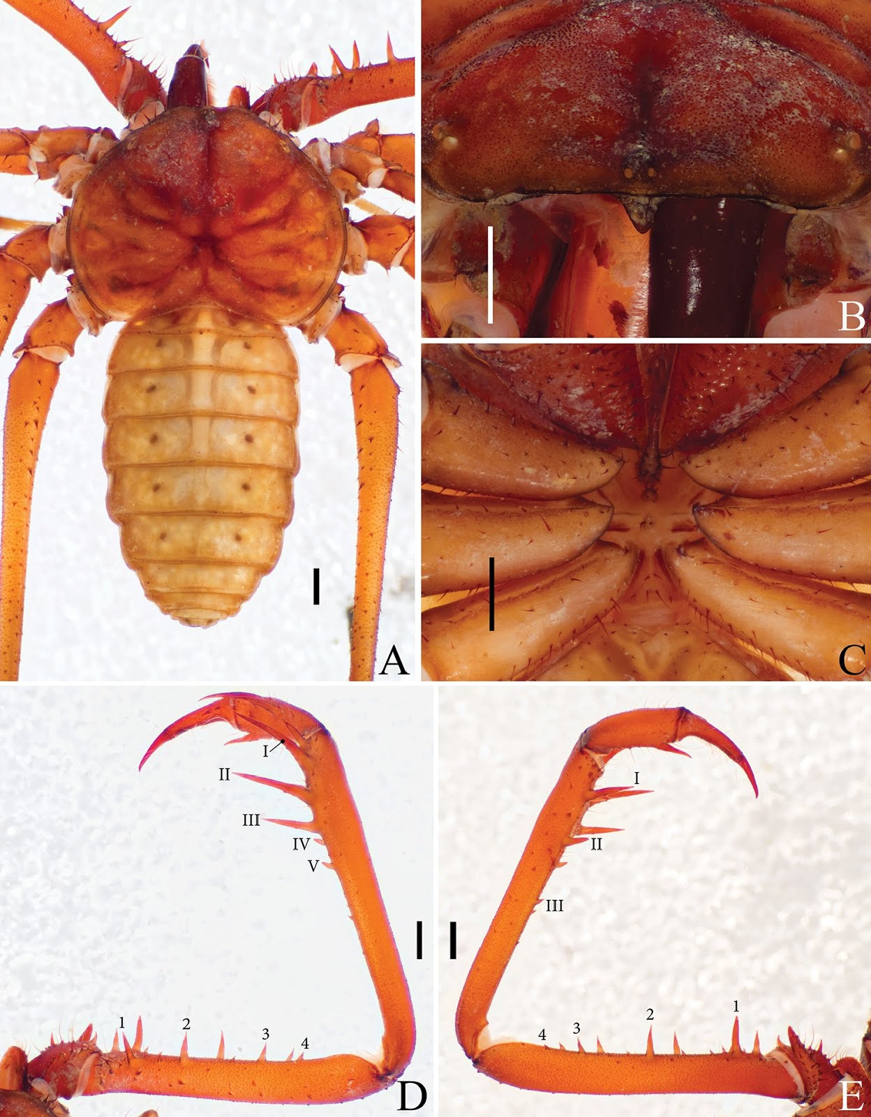 Species New to Science [Arachnida • 2019] Sarax timorensis
