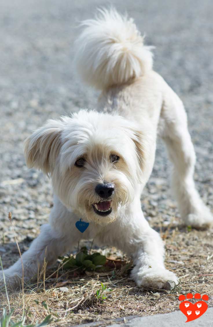 The Function Of Play Bows In Dog And Wolf Puppies