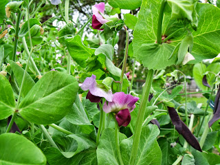 Blauwschokker Erbsenblüte Blauwschokker Erbsenblüte (C) by Joachim Wenk