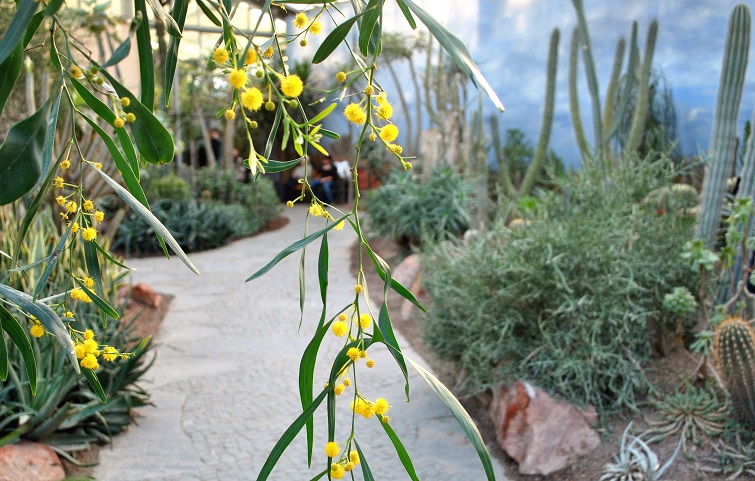 Weidenblatt Akazie - Acacia saligna - wie Mimose Kakteenhaus im Luisenpark Mannheim