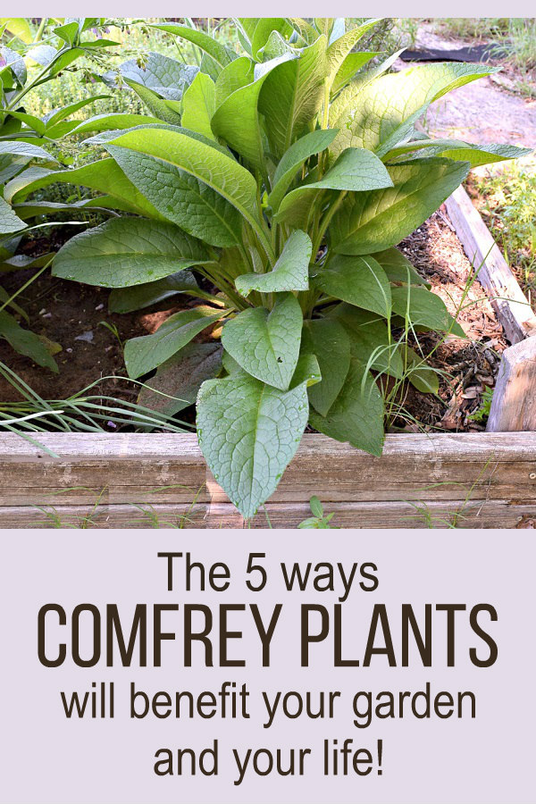 5 Reasons Why You Should Grow Comfrey Oak Hill Homestead
