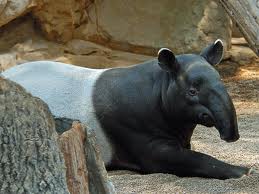 Tapir Sumatera