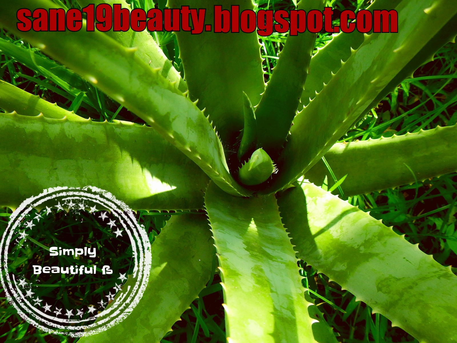 How aloe vera is used in cosmetology How aloe vera is used in cosmetology
