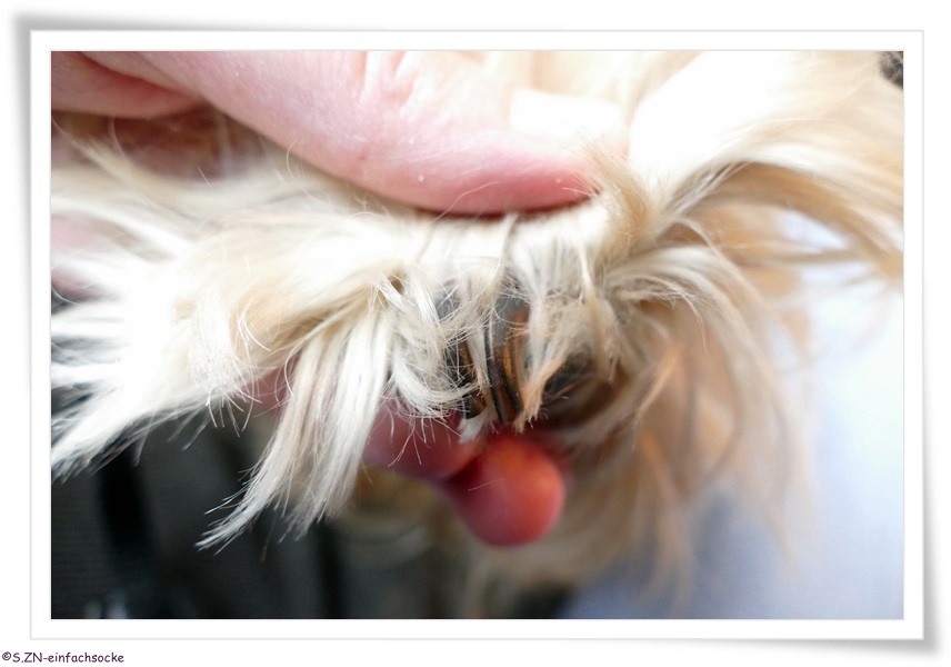 [Hundeblog] Einfach Socke 4 x 4 Buntes&hellip;.