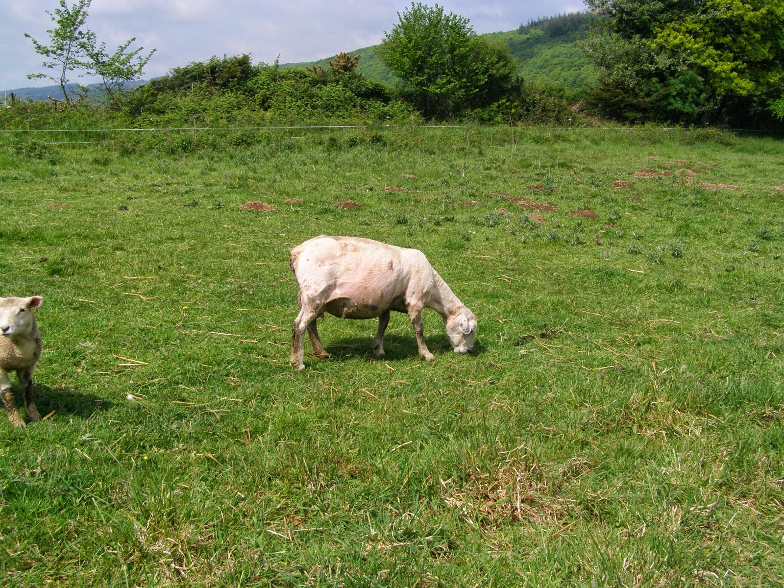 Inkerman In Brittany The word for 'Sheep Shearer' in French