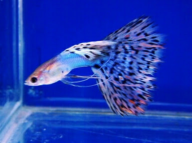 Ikan Guppy Halfmoon Ribbon Cobra Mozaic Ikan Guppy Halfmoon Ribbon Cobra Mozaic