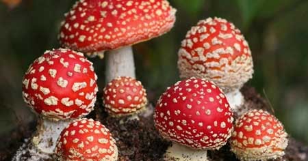 Basidiomycota Pengertian Ciri Struktur Reproduksi Contoh Dan Peranannya Biologijk