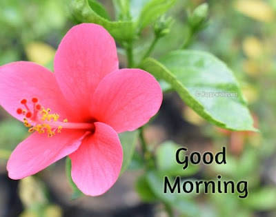 good-morning good-morning