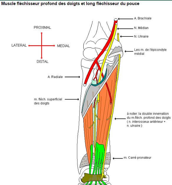 Myologie de l’avant bras Loge antérieure Sofiotheque