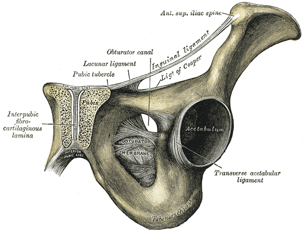 Fisioinforma: Pubalgia