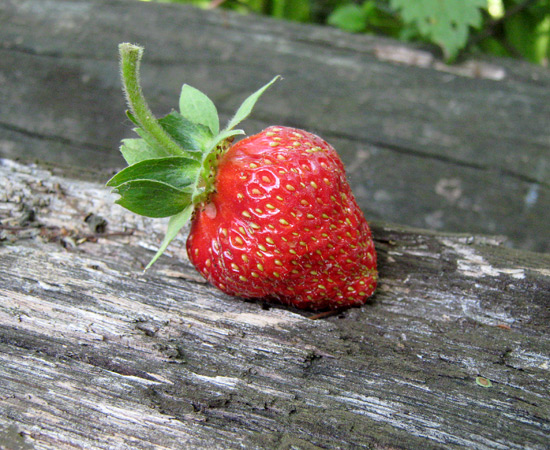 Клубника, Strawberry