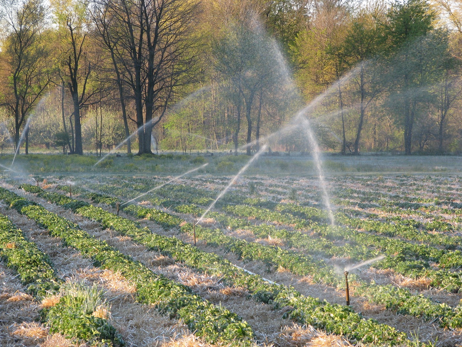 A&M Farm Strawberries Frost Control
