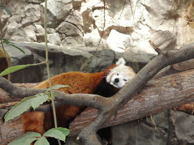 How to Love Where You Are and Eat Where the Locals Eat!!: Minnesota Zoo