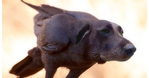 art sci 10 funny photoshop dogs