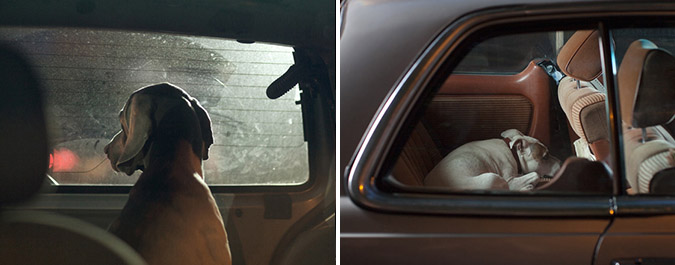 Notes from the Pack - a dog blog. Photographer Martin Usborne's haunting pictures of Dogs in Cars.