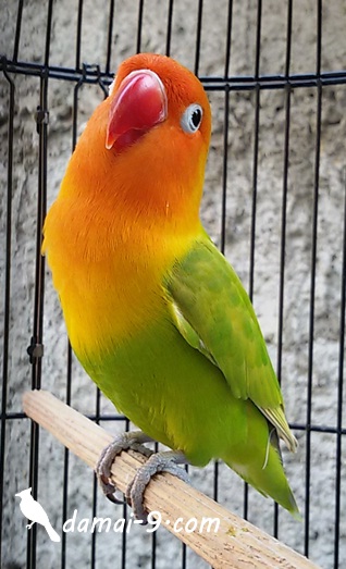 88+ Gambar Lovebird Bagus HD 88+ Gambar Lovebird Bagus HD