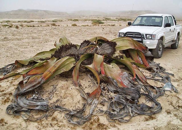 Welwitschia mirabilis, a planta mais resistente do mundo