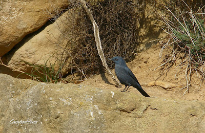 Merla blava (Monticola solitarius) Merla blava (Monticola solitarius)