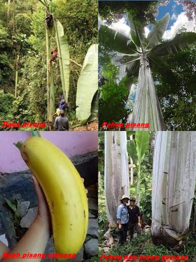 Pohon Pisang Terbesar Di Dunia Yang Ditemukan Di Pedalaman Papua - LAKSITO