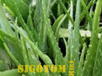 Tips mengolah lidah buaya sebagai kesehatan Rambut yang baik dan benar Tips mengolah lidah buaya sebagai kesehatan Rambut yang baik dan benar