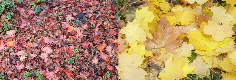 Effects Of Climate Change On Leaf Litter Decomposition effects-of-climate-change-on-leaf-litter-decomposition
