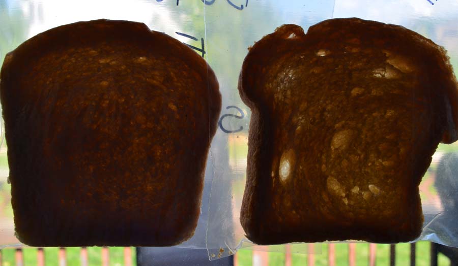 Frieda Loves Bread: Vital Wheat Gluten vs. Dough Enhancer