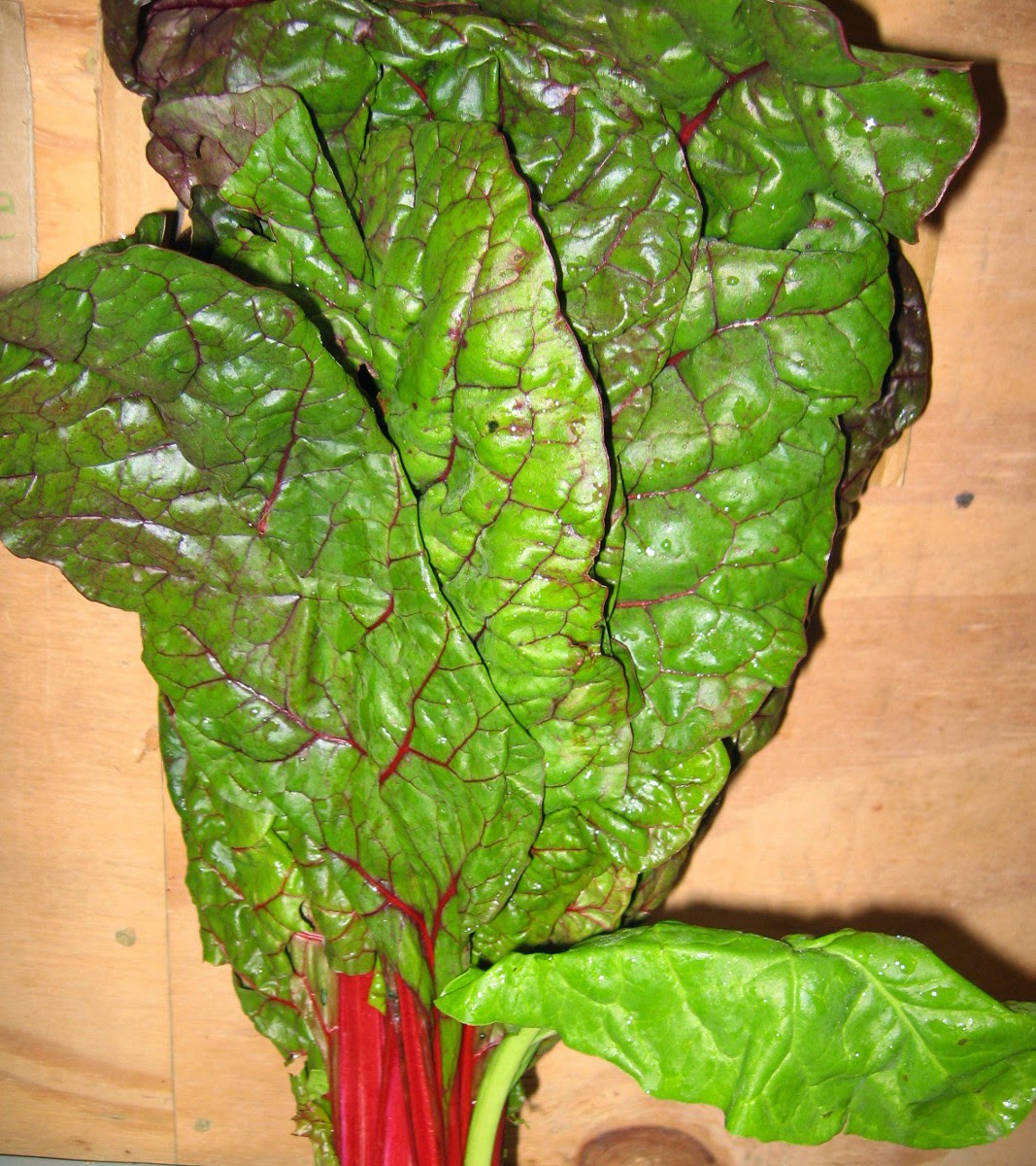 Awesome large red Swiss Chard