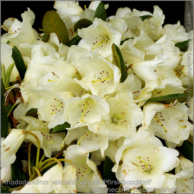 Rhododendron yakushimanum 'Pfirsichcocktail' -  Różanecznik jakuszimański 'Pfirsichcocktail' kwiaty