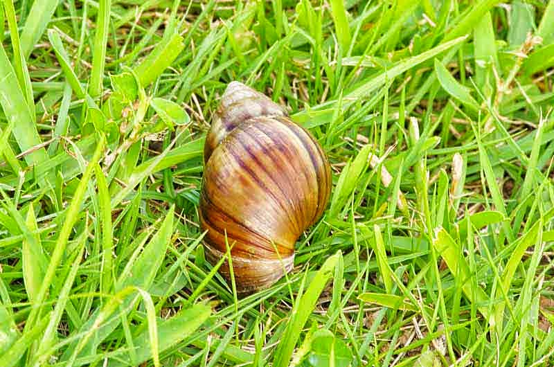 Ryukyu Life Wildlife Image Giant African Land Snail
