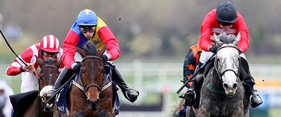 Cheltenham Roar Cheltenham Festival Baring Bingham Novices’ Hurdle