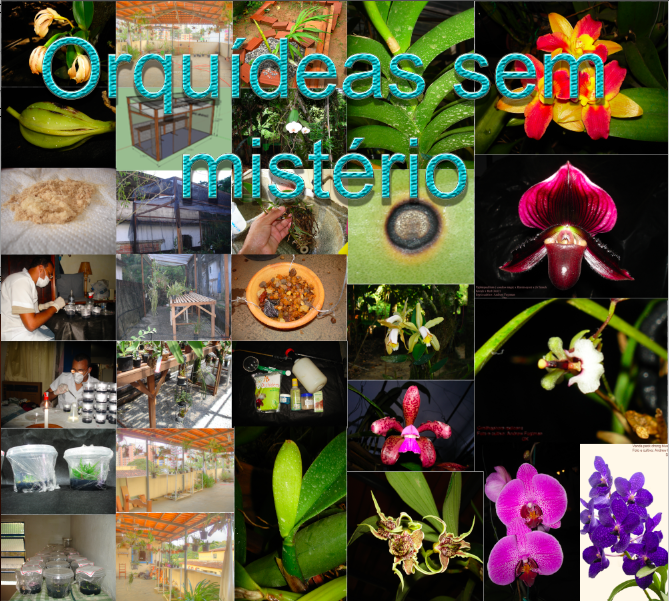 <center>Orquídeas sem mistério</center>