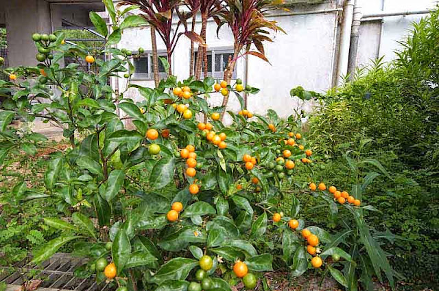 kukquat plant, fruits